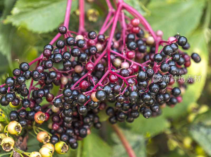 普通接骨木(Sambucus nigra)浆果